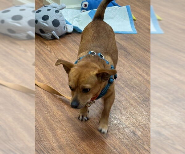 Medium Photo #8 Chiweenie Puppy For Sale in East Derry, NH, USA