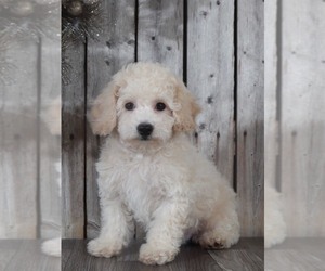 Poochon Puppy for sale in MARIETTA, GA, USA