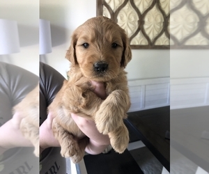 Goldendoodle Puppy for sale in FRANKTOWN, CO, USA