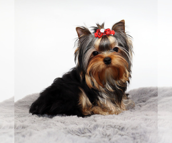 Medium Photo #2 Yorkshire Terrier Puppy For Sale in LOS ANGELES, CA, USA