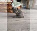 Small #2 French Bulldog