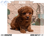 Small #13 Cockapoo