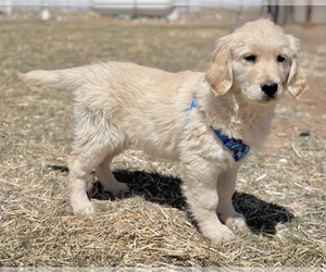 Beabull Puppy for sale in COLORADO SPRINGS, CO, USA