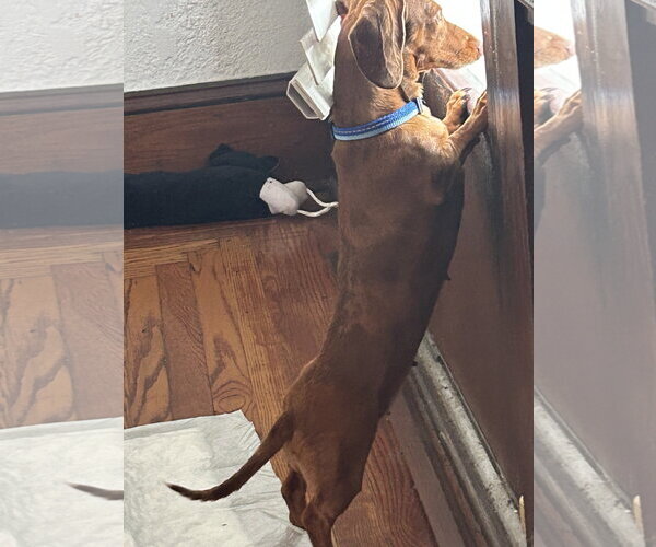 Medium Photo #2 Dachshund Puppy For Sale in Tampa, FL, USA