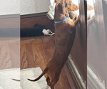 Small #1 Dachshund