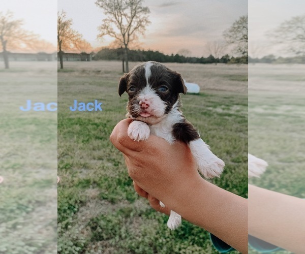Medium Photo #2 Havanese Puppy For Sale in ARCADIA, OK, USA