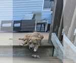 Small #1 Retriever  Mix