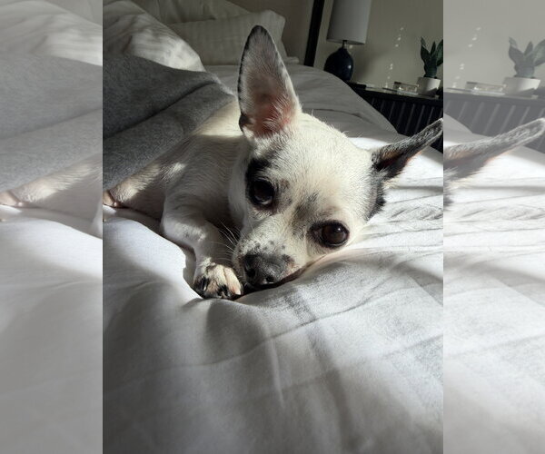 Medium Photo #10 Chihuahua-Unknown Mix Puppy For Sale in San Francisco, CA, USA
