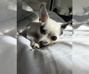Biscuit - Female Chihuahua-Unknown Mix Dog for Adoption - Photo #10
