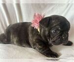 Small #22 French Bulldog
