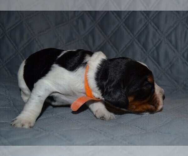 Medium Photo #8 English Springer Spaniel Puppy For Sale in LITCHFIELD, MN, USA
