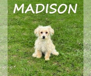 YorkiePoo Puppy for sale in HARTLAND, MN, USA