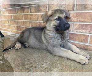 German Shepherd Dog Puppy for sale in CONNELLYS SPRINGS, NC, USA