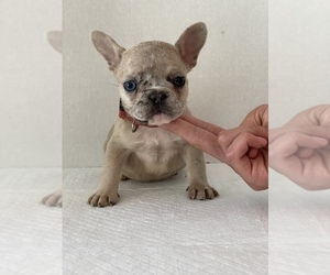 French Bulldog Puppy for sale in MODESTO, CA, USA
