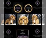 Puppy Jewel AKC Cavalier King Charles Spaniel