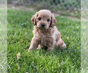 Cavapoo Puppy for Sale in CONCORD, Indiana USA