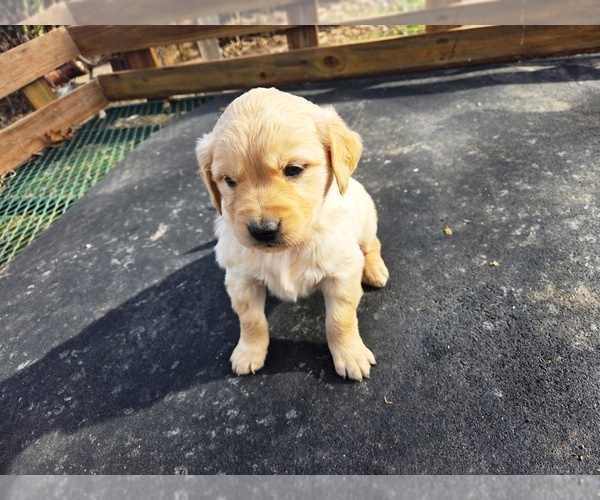 Medium Photo #2 Golden Retriever Puppy For Sale in LEON, KS, USA