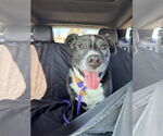 Small #7 American Pit Bull Terrier Mix