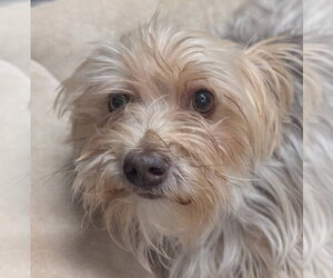 Mutt Dogs for adoption in Caldwell, NJ, USA