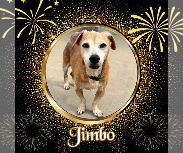 Medium Photo #2 Dachshund-Unknown Mix Puppy For Sale in San Antonio, TX, USA