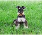 Small Photo #1 Schnauzer (Miniature) Puppy For Sale in SYRACUSE, IN, USA
