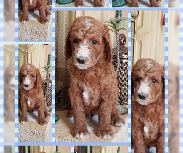 Medium Photo #3 Poodle (Standard) Puppy For Sale in CAPE CORAL, FL, USA