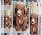 Small Photo #3 Poodle (Standard) Puppy For Sale in CAPE CORAL, FL, USA