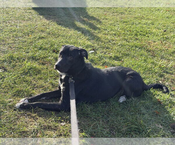Medium Photo #4 Collie-Labrador Retriever Mix Puppy For Sale in Springdale, PA, USA