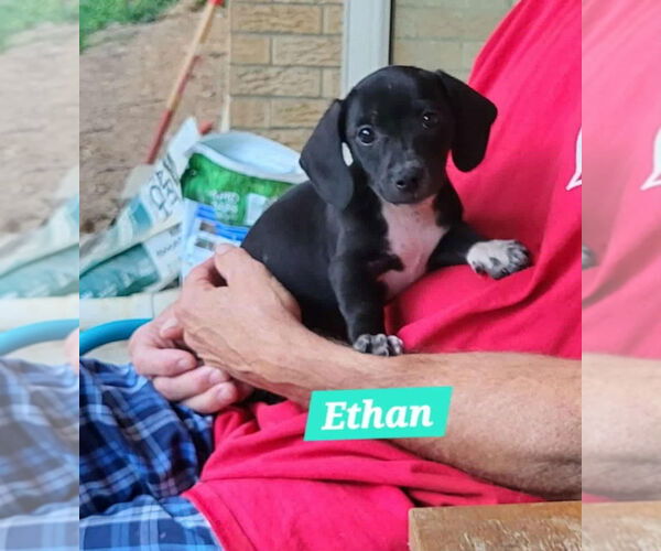 Medium Photo #2 Dachshund-Unknown Mix Puppy For Sale in Aurora, IN, USA
