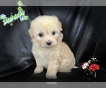 Small Photo #2 Maltipoo Puppy For Sale in SAN FRANCISCO, CA, USA