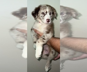 Australian Shepherd Puppy for sale in ZEPHYRHILLS, FL, USA