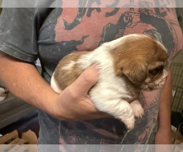 Medium Photo #18 Schweenie Puppy For Sale in DOTHAN, AL, USA