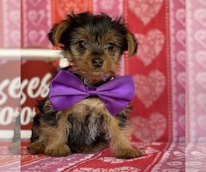 YorkiePoo Puppy for sale in LANCASTER, PA, USA