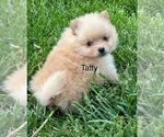 Small Photo #2 Pomeranian Puppy For Sale in SILEX, MO, USA