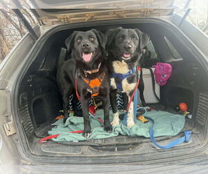 Labrador Retriever-Unknown Mix Dogs for adoption in NEWPORT NH, NH, USA