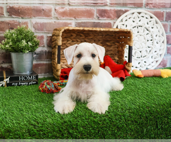 Medium Photo #5 Schnauzer (Miniature) Puppy For Sale in SYRACUSE, IN, USA