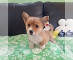 Small #18 Pembroke Welsh Corgi