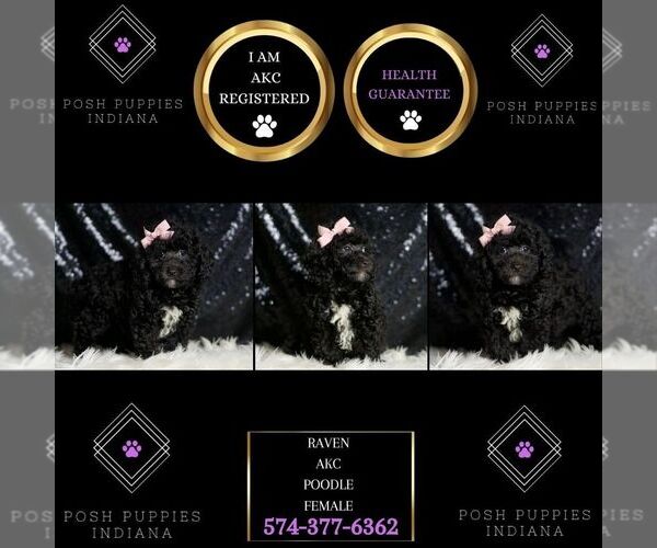 Medium Photo #8 Poodle (Miniature) Puppy For Sale in WARSAW, IN, USA
