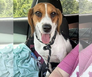 Beagle Dogs for adoption in Dunnellon, FL, USA