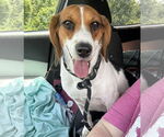 Small Beagle