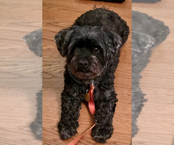 Medium Photo #1 Shih Tzu-Unknown Mix Puppy For Sale in Mooresville, NC, USA
