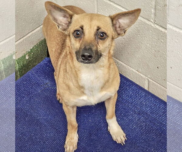 Medium Photo #3 Chiweenie Puppy For Sale in Huntley, IL, USA