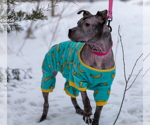 Isekai - Female Staffordshire Bull Terrier-Unknown Mix Dog for Adoption - Photo #3