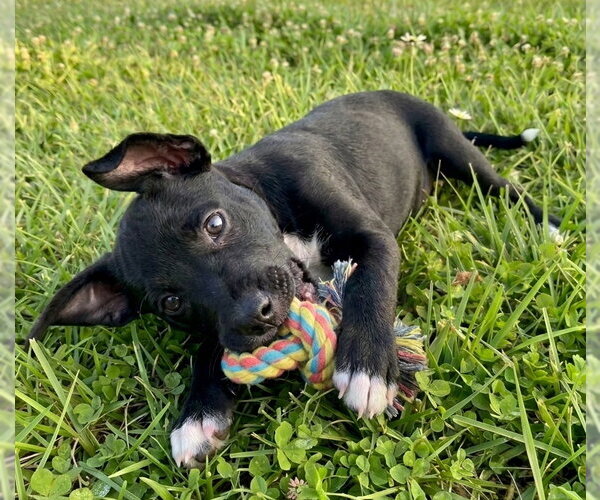 Medium Photo #4 Chipin Puppy For Sale in Grovertown, IN, USA