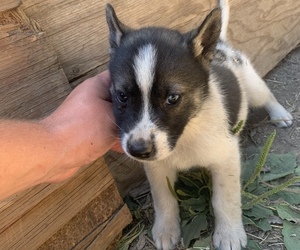 German Shepherd Dog-Siberian Husky Mix Puppy for sale in VANCOUVER, WA, USA