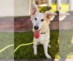 Small #3 Retriever  Mix