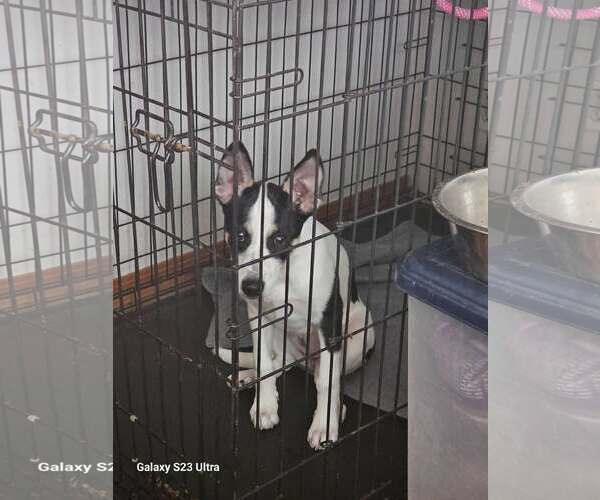 Medium Photo #2 Gerberian Shepsky Puppy For Sale in Waterloo, IA, USA