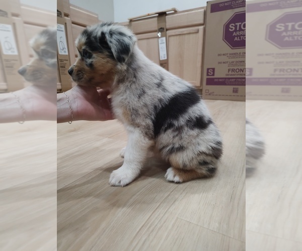 Medium Photo #14 Australian Shepherd Puppy For Sale in TUSCUMBIA, AL, USA