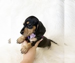 Small #3 Dachshund