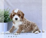 Small #3 Goldendoodle (Miniature)